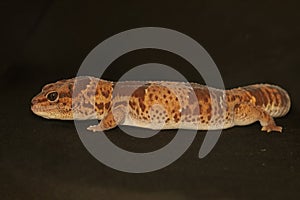 An African fat tailed gecko is sunbathing before starting his daily activities.