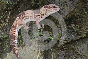An African fat tailed gecko is sunbathing before starting his daily activities.