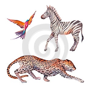 African fauna set