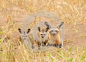 African female Bat-eared fox with kits