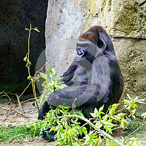 African female gorilla sitting on the ground and eating leaves from a tree branch.