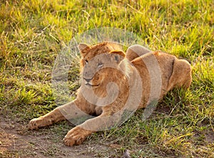 African female lion