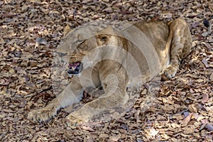 The African female lion Lat. Panthera leo. Portrait.