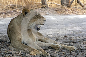 The African female lion in Thicket. Panthera leo. Portrait