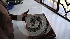 African female workers are sorting washed coffee beans before sample roasting in facility