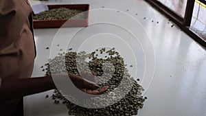 African female workers are sorting washed coffee beans before sample roasting in facility