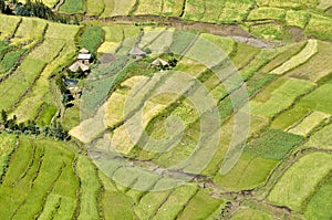 African fields