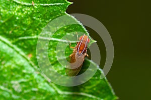 African Fig Fly on a leaf, Zaprionus Indianus