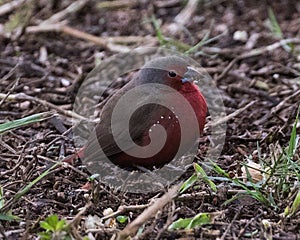 African Firefinch on the ground in Swaziland