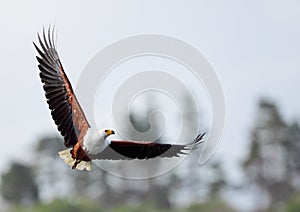 African Fish Eagle