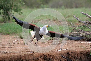 African Fish Eagle