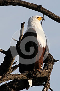 African Fish eagle