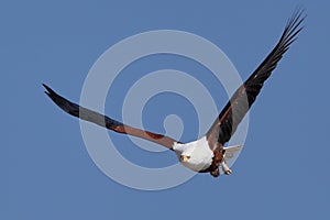African Fish Eagle