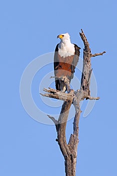 African Fish Eagle