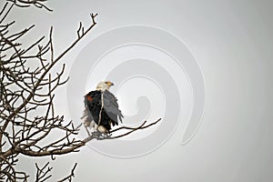 African Fish Eagle