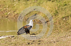 African Fish Eagle