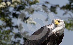 African Fish Eagle