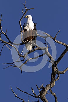 African fish eagle