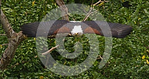 African Fish Eagle on attack