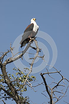 African Fish Eagle - Botswana