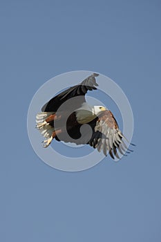 African Fish Eagle - Botswana