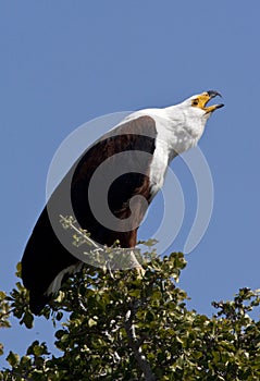 African Fish Eagle - Botswana