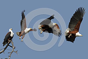 African Fish Eagle - Botswana