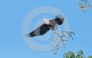 African Fish Eagle, Botswana