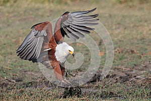 African Fish Eagle catching a fish