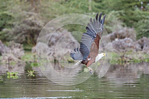 African Fish-Eagle catching a fish