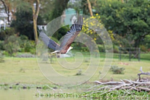 African Fish-Eagle catching a fish