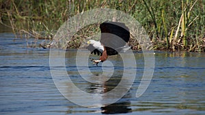 African Fish Eagle Catching Fish
