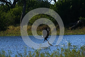 African Fish Eagle catching from the water