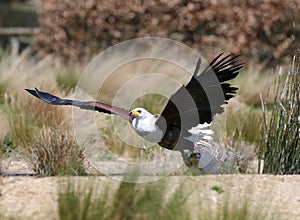 African Fish Eagle