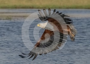 African Fish Eagle departing with spread wings