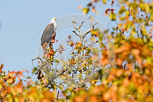 African Fish Eagle, Dry Leaves
