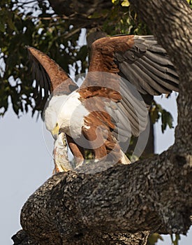 African fish eagle eating fish in tree