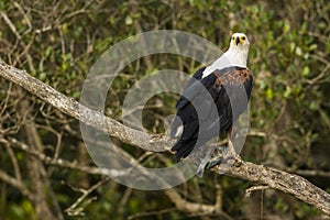 African Fish Eagle with fish South Africa