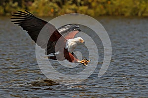 African fish-eagle fishes on the Lake Naivasha