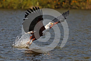 African fish-eagle fishes on the Lake Naivasha