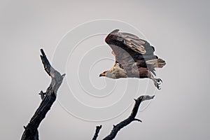 African fish eagle flies over dead tree