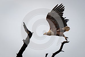 African fish eagle flies past dead branches