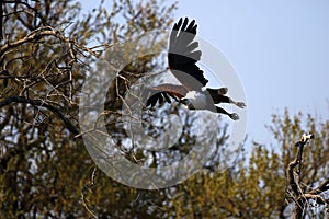 African Fish Eagle in flight