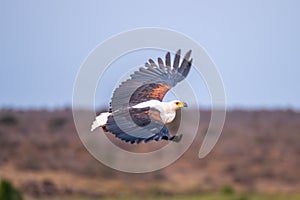 African fish eagle in flight