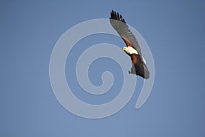 An African Fish Eagle Flying Above Chobe River