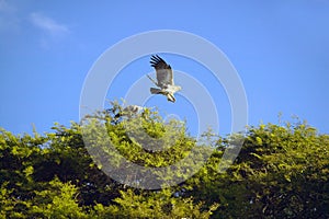 African Fish Eagle flying from tree at Lewa Conservancy, Kenya, Africa