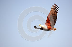 African Fish Eagle (Haliaeetus vocifer)