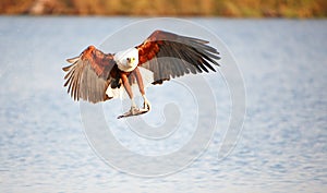 African Fish Eagle (Haliaeetus vocifer)