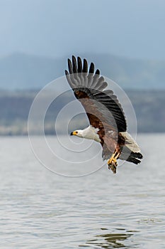 African Fish-eagle, Haliaeetus vocifer