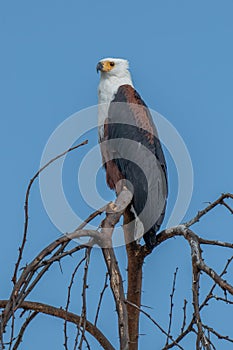 African Fish-eagle, Haliaeetus vocifer